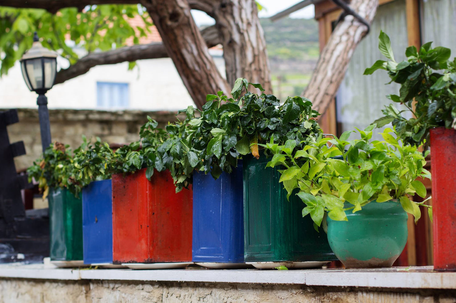 A row of planters on a garden wall.