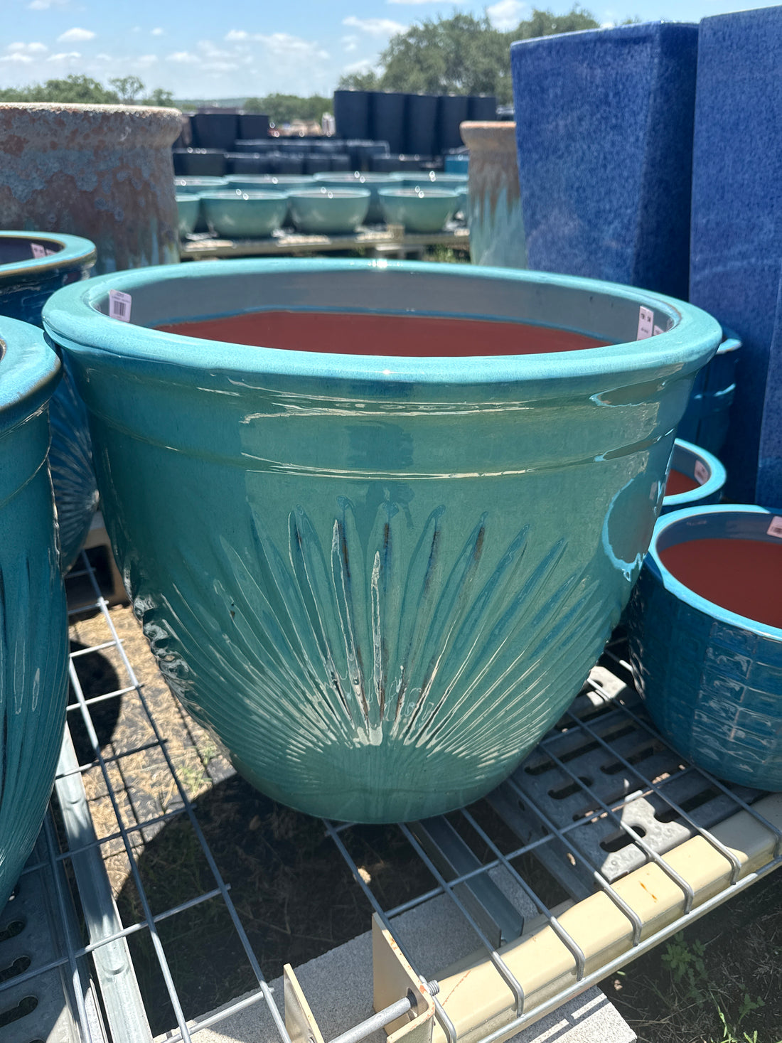 Livistona Planter