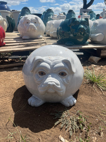 White Pug