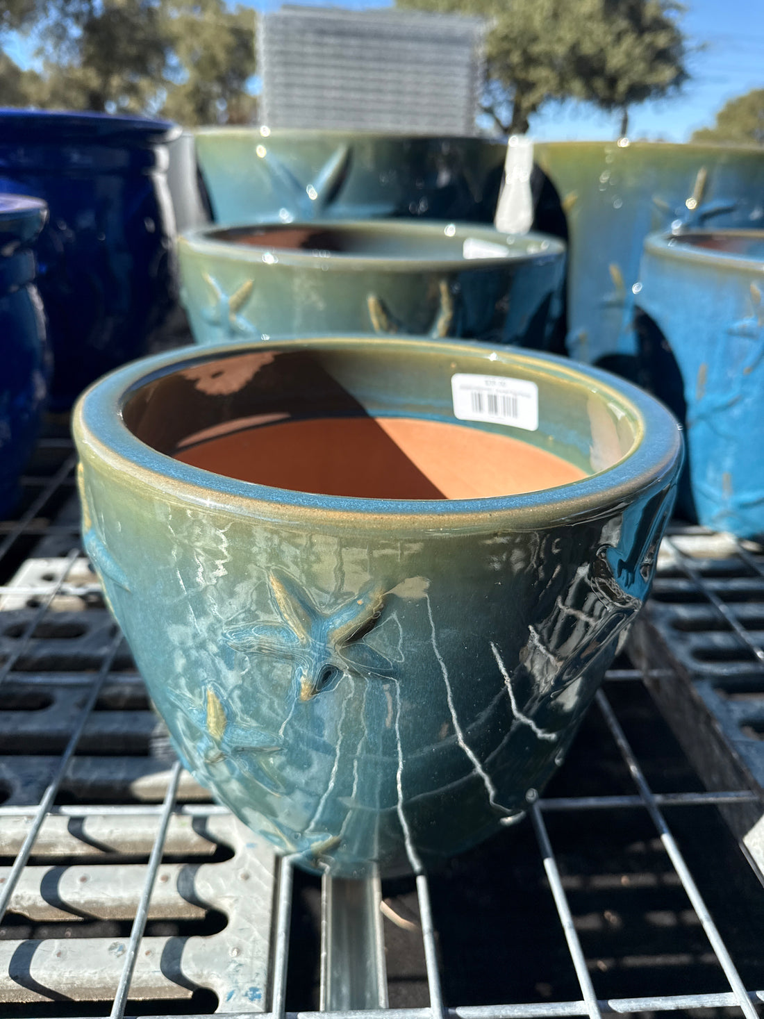 Starfish Egg Planter