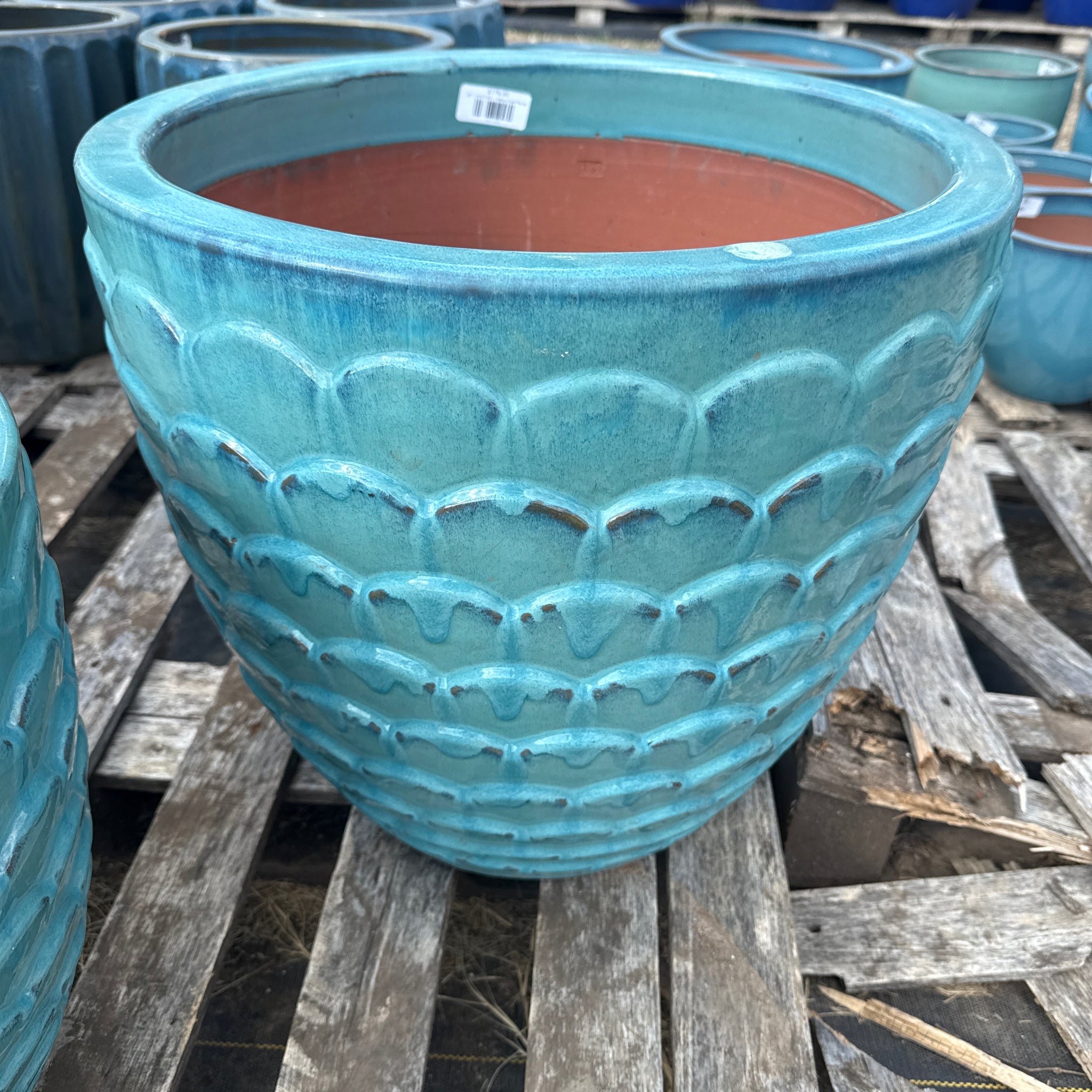 Lipless Scale Planter