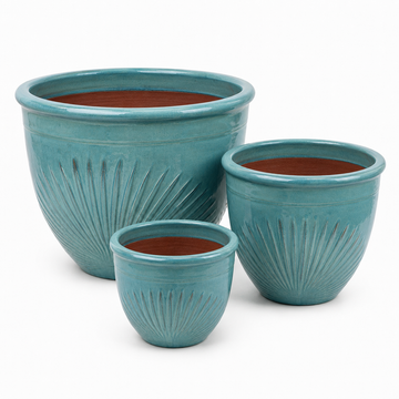 Livistona Planter