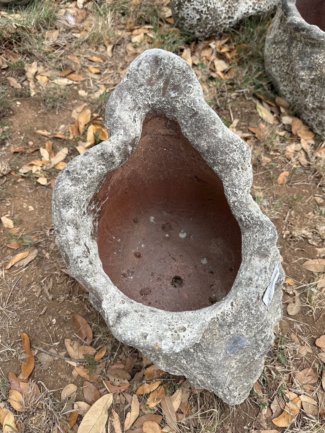 Oceanic White Conch Shell Planter