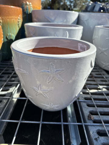 Starfish Egg Planter