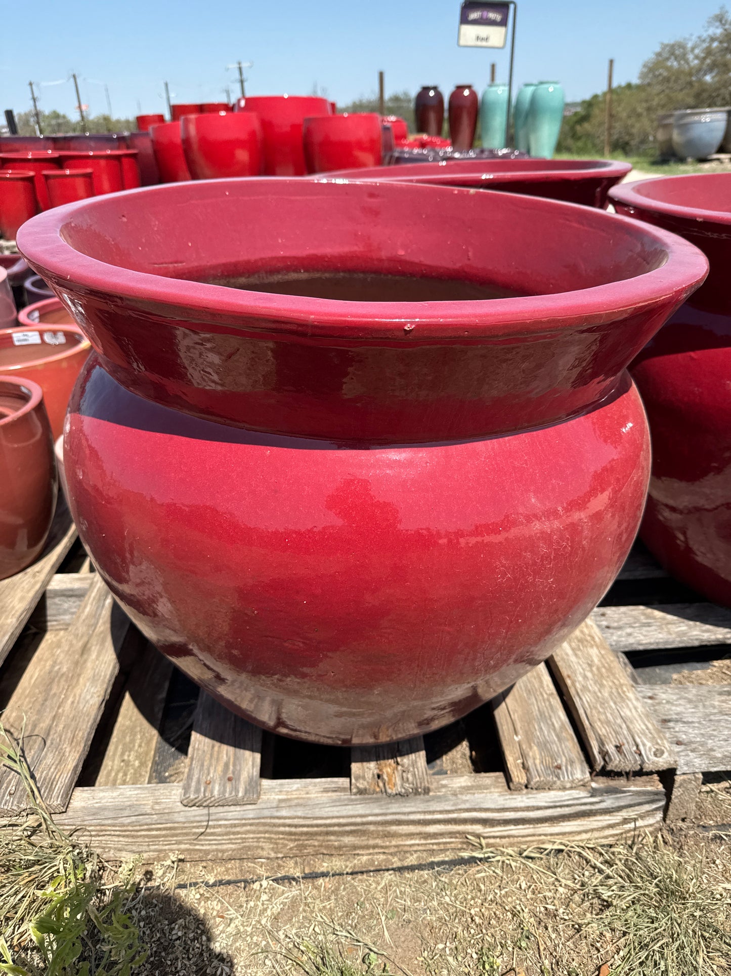 Dark Red Onion Planter