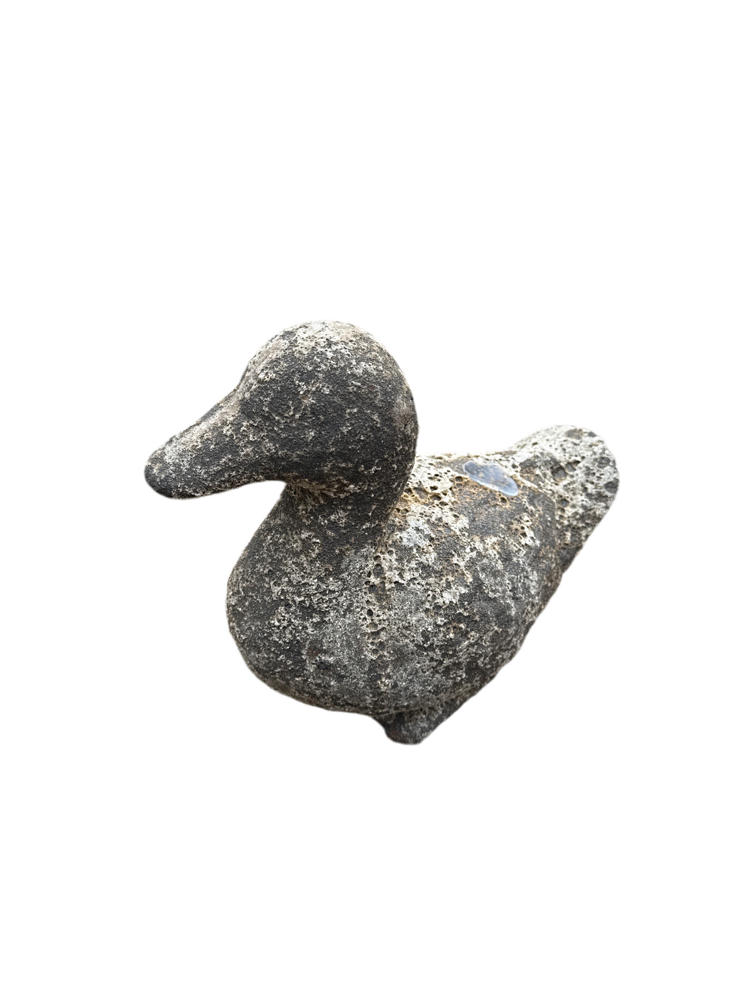 Oceanic White Duck