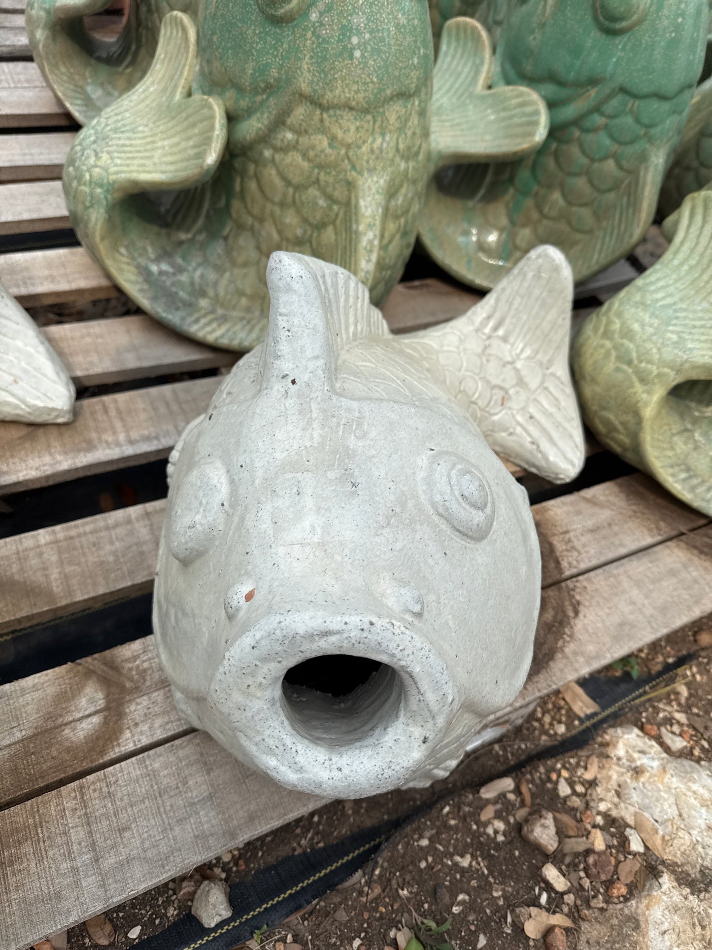 White Acadian Fish
