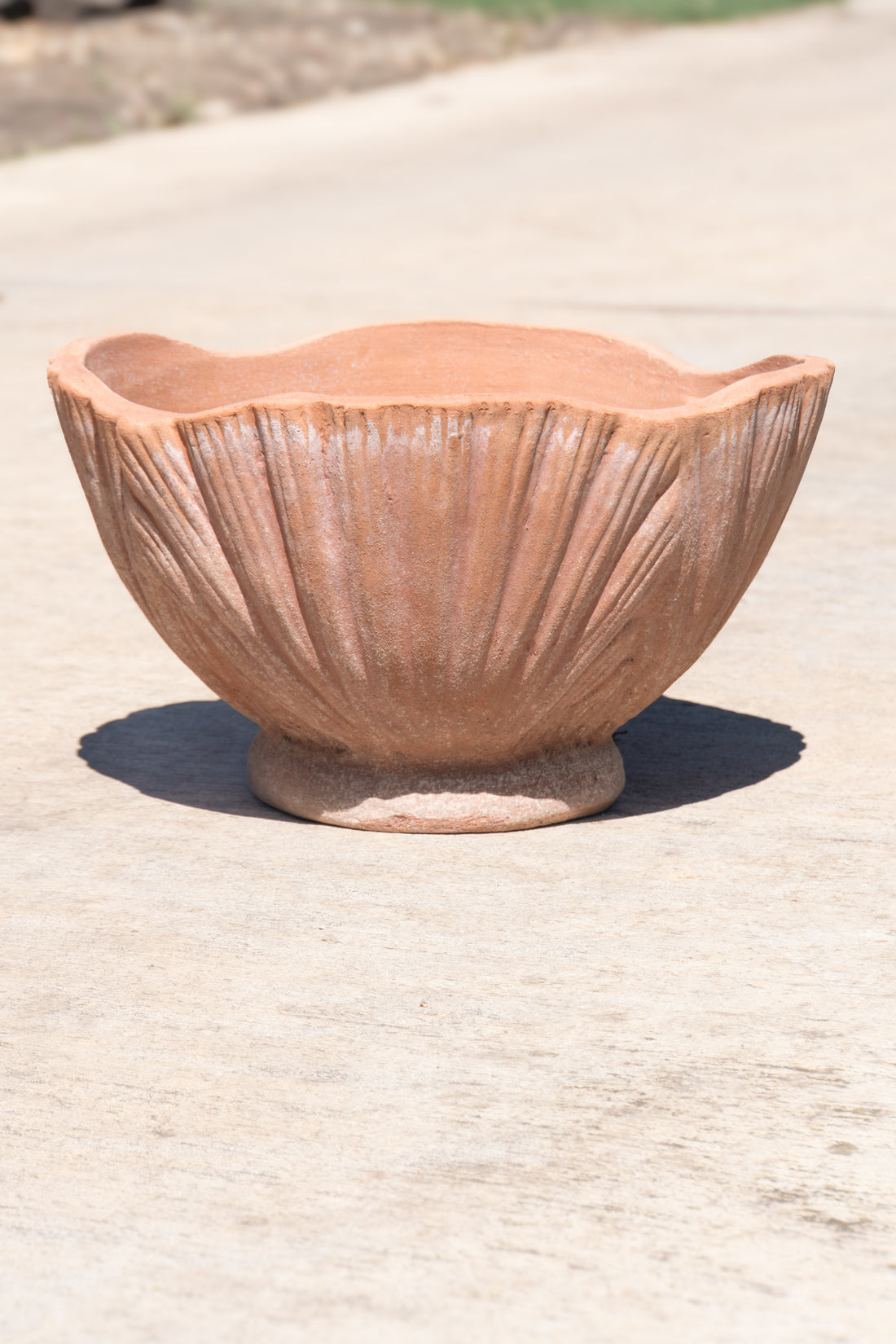Italian Seashell 12"