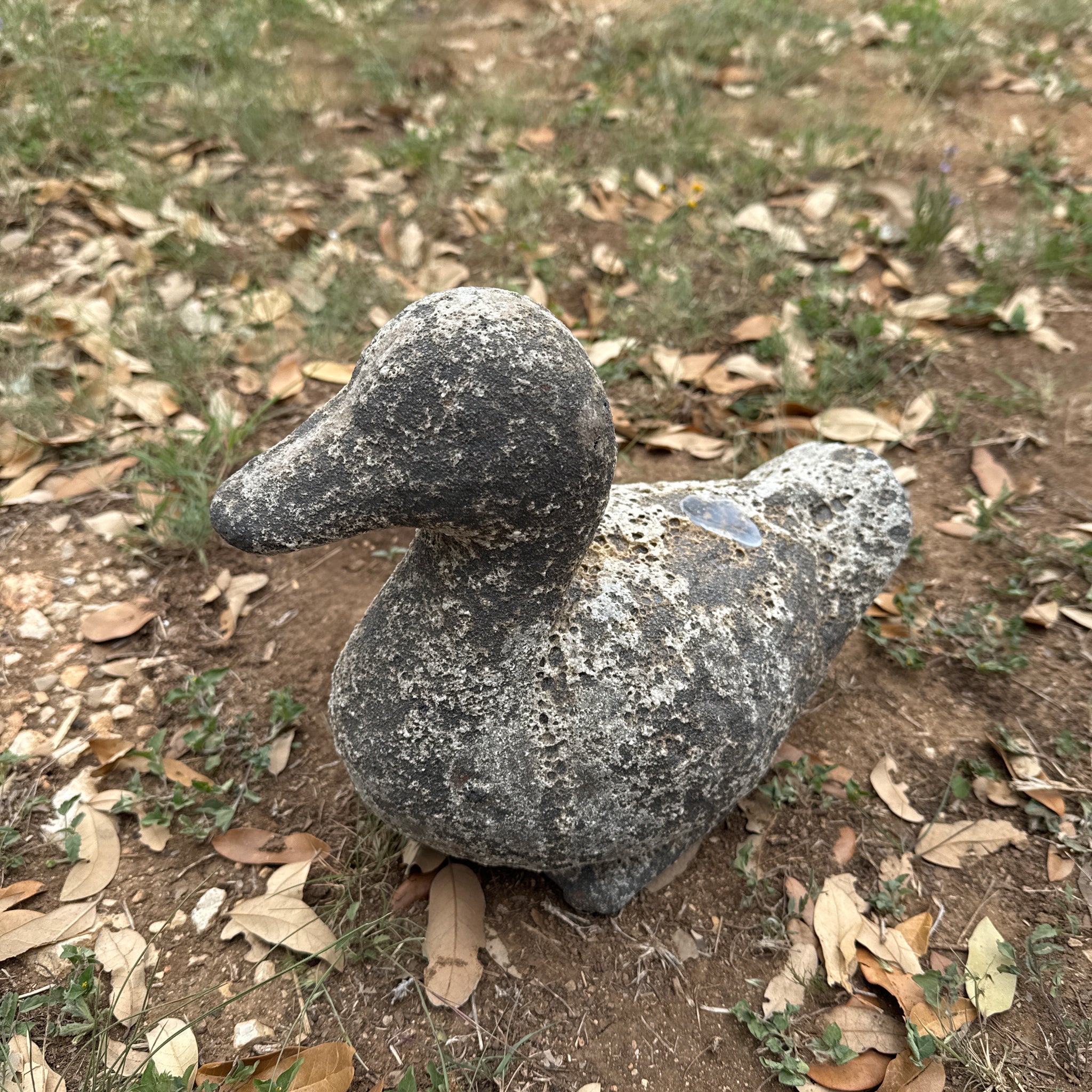 Oceanic White Duck