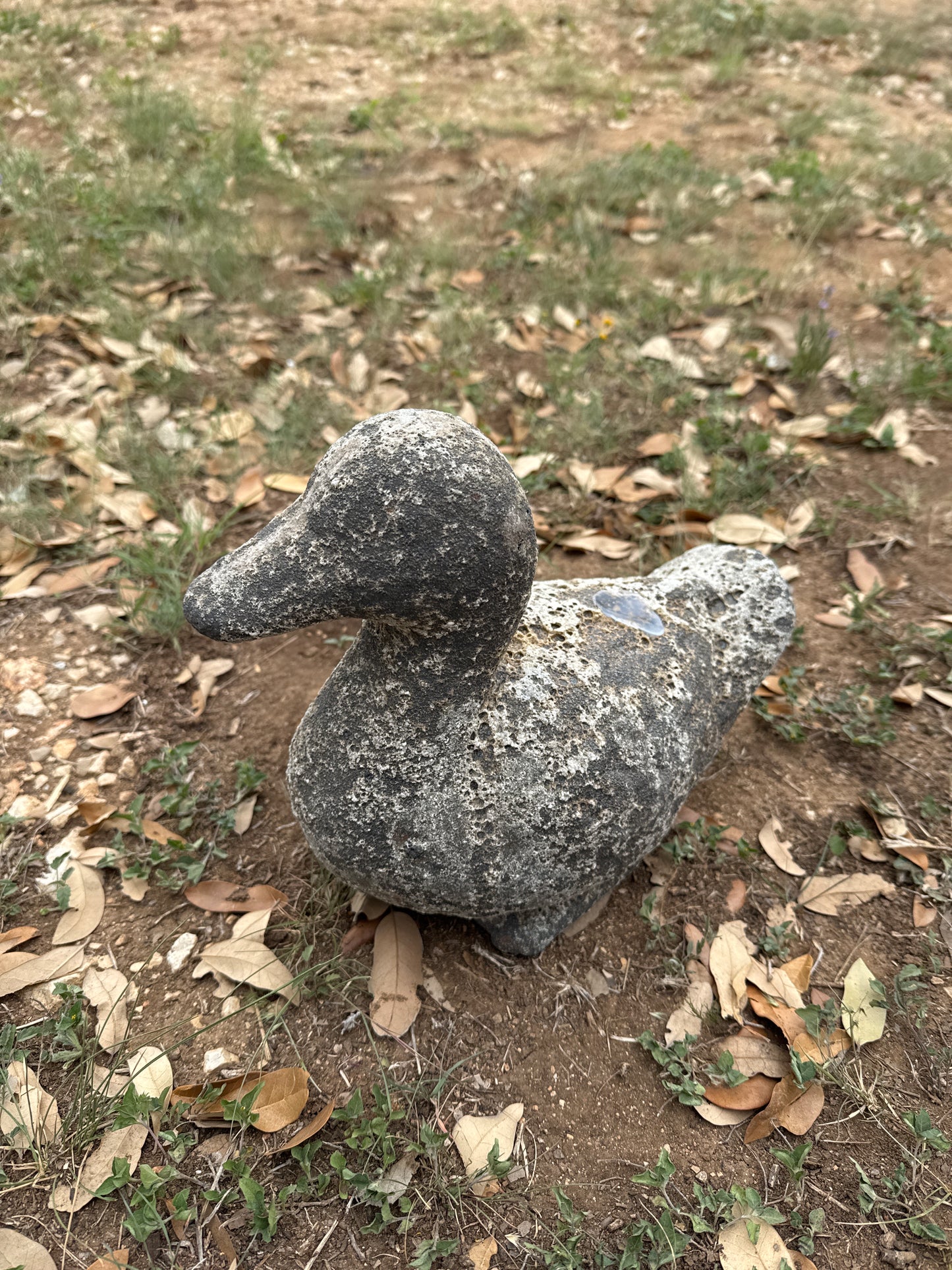 Oceanic White Duck