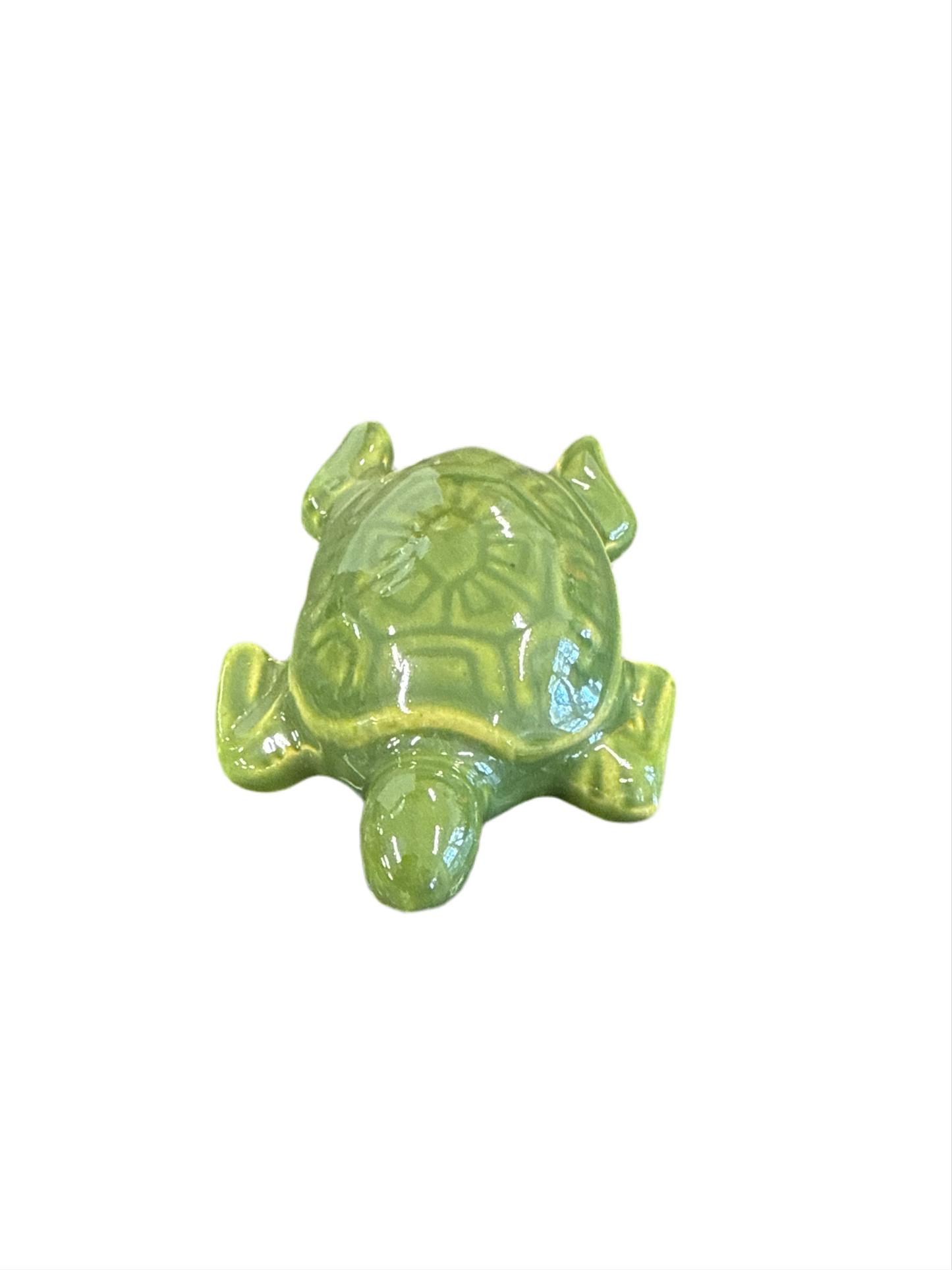 Sea Turtle