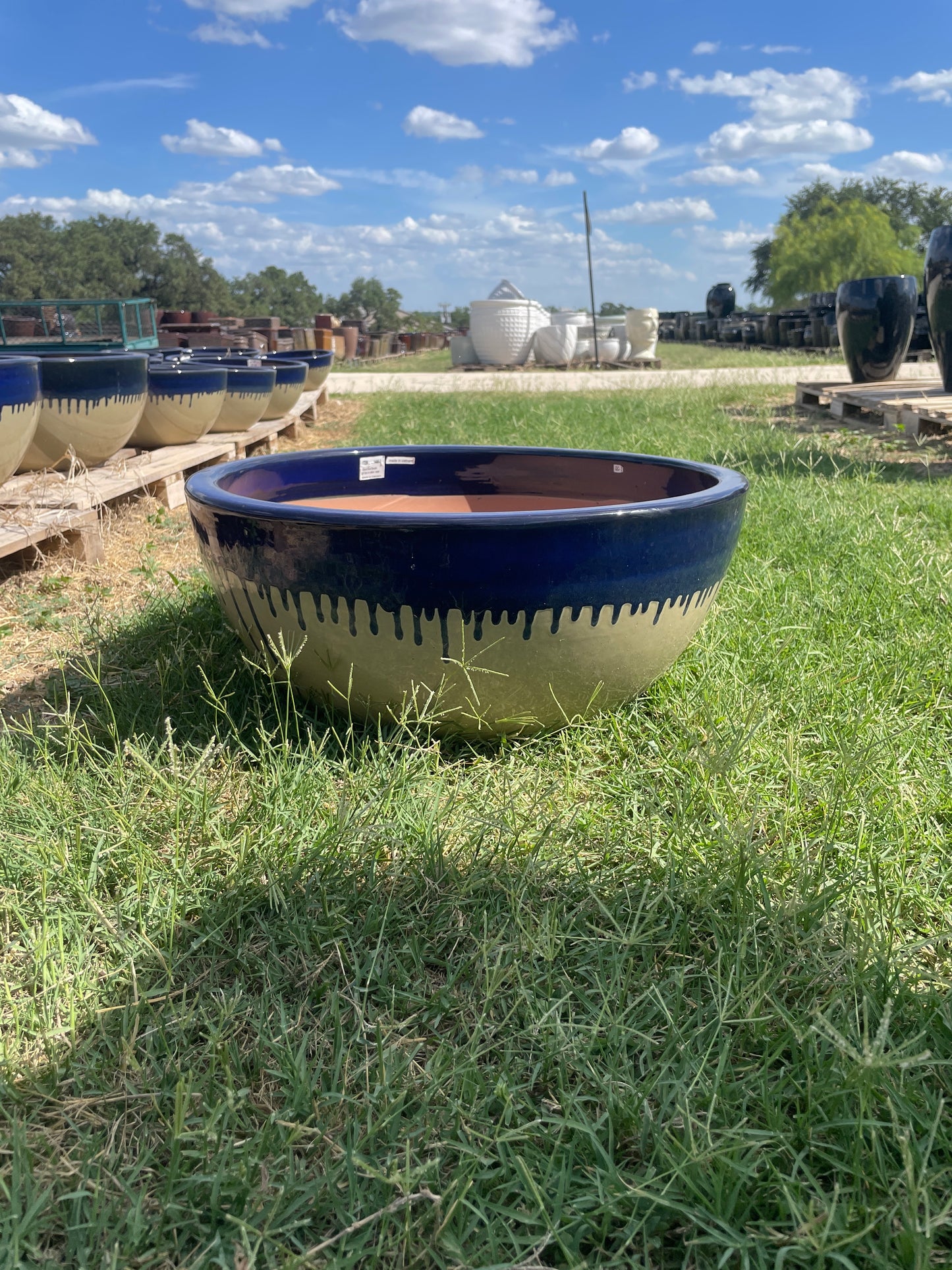 Light Blue on Yellow Cream Low Bowls 13"