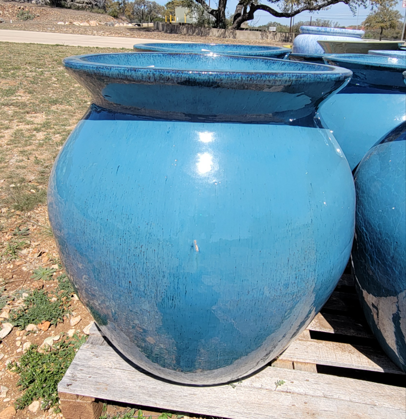 Dotted Blue Bulb Planter
